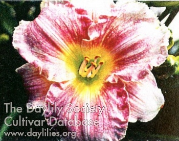 Daylily Indy Misty Love